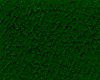 Dense green grass covering the ground.